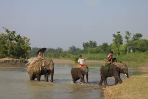 Elefanten in Nepal